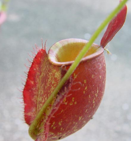 N. ampullaria 'Giant Rad'