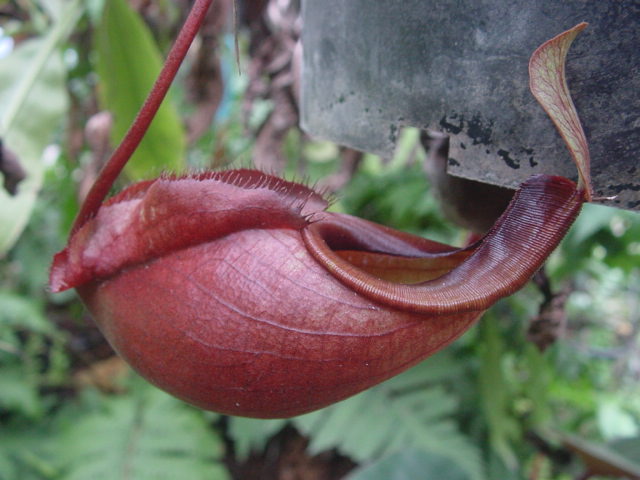 Another red form