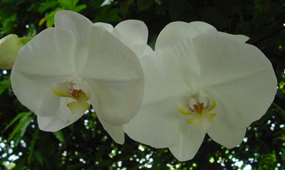 Phal. Cygnus 'Empire' (Award of Distinction Japan Gran Prix - 2000)