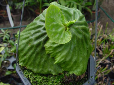 Platycerium madagascariense
