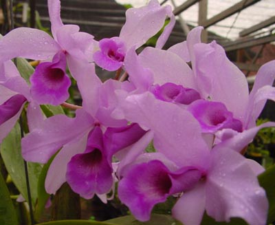 Cattleya deckeri