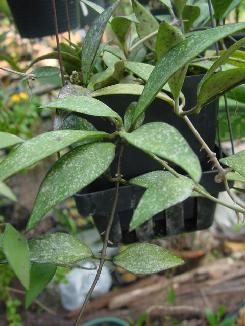 Speckled leaf form